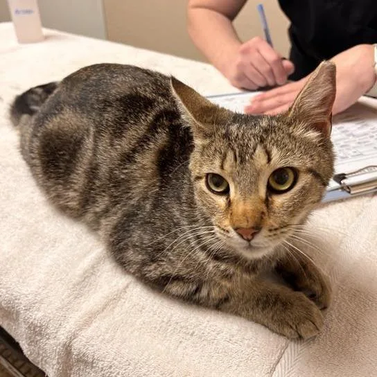 A young medium-sized female Brown / Chocolate Domestic Short Hair cat named Lady Whistledown for adoption in Tempe, AZ