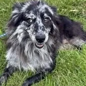 An adult medium-sized female Merle (Blue) Australian Shepherd dog named Rory for adoption in New Castle, IN