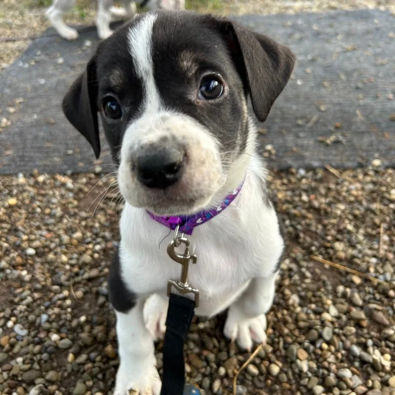 Taffy