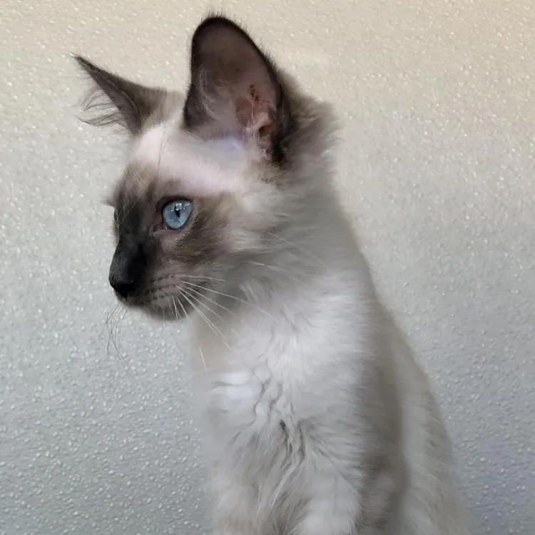 A baby large-sized male Domestic Short Hair cat named Sampson for adoption in Lodi, CA