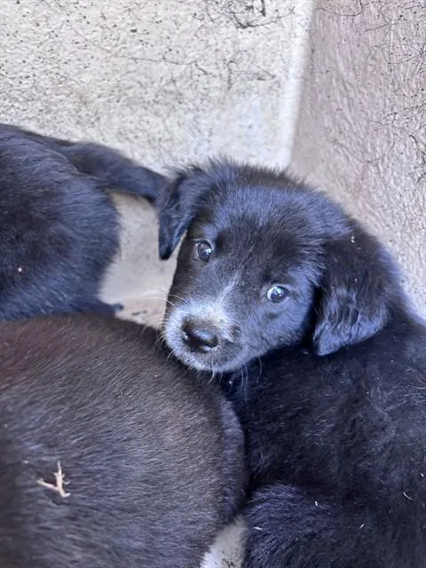 A baby small-sized male Border Collie dog named A for adoption in Oklahoma City, OK