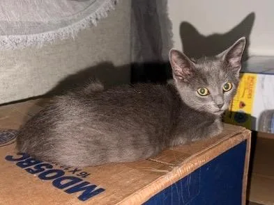 A baby small-sized male Domestic Short Hair cat named Smokey for adoption in San Antonio, TX