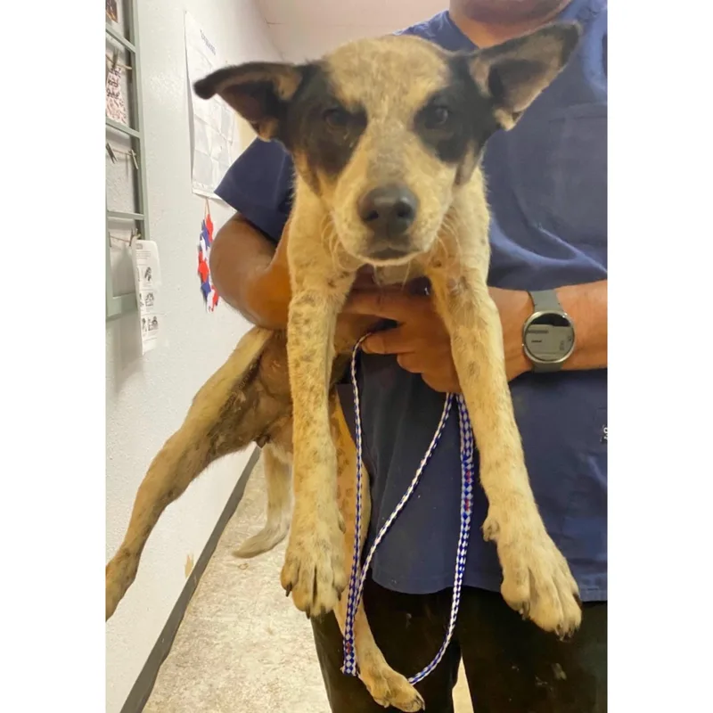 A young small-sized female Black Australian Cattle Dog / Blue Heeler dog named Betty for adoption in Boulder, CO