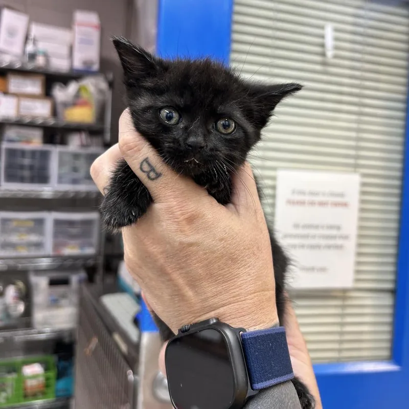 A baby small-sized female Black Domestic Short Hair cat named Collen Robinson for adoption in Huntsville, AL