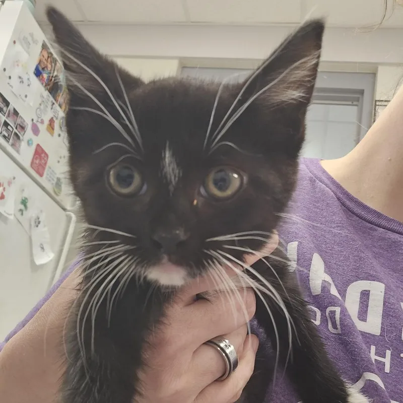 A baby small-sized female Black Domestic Short Hair cat named Taffy Spice for adoption in Evansville, IN