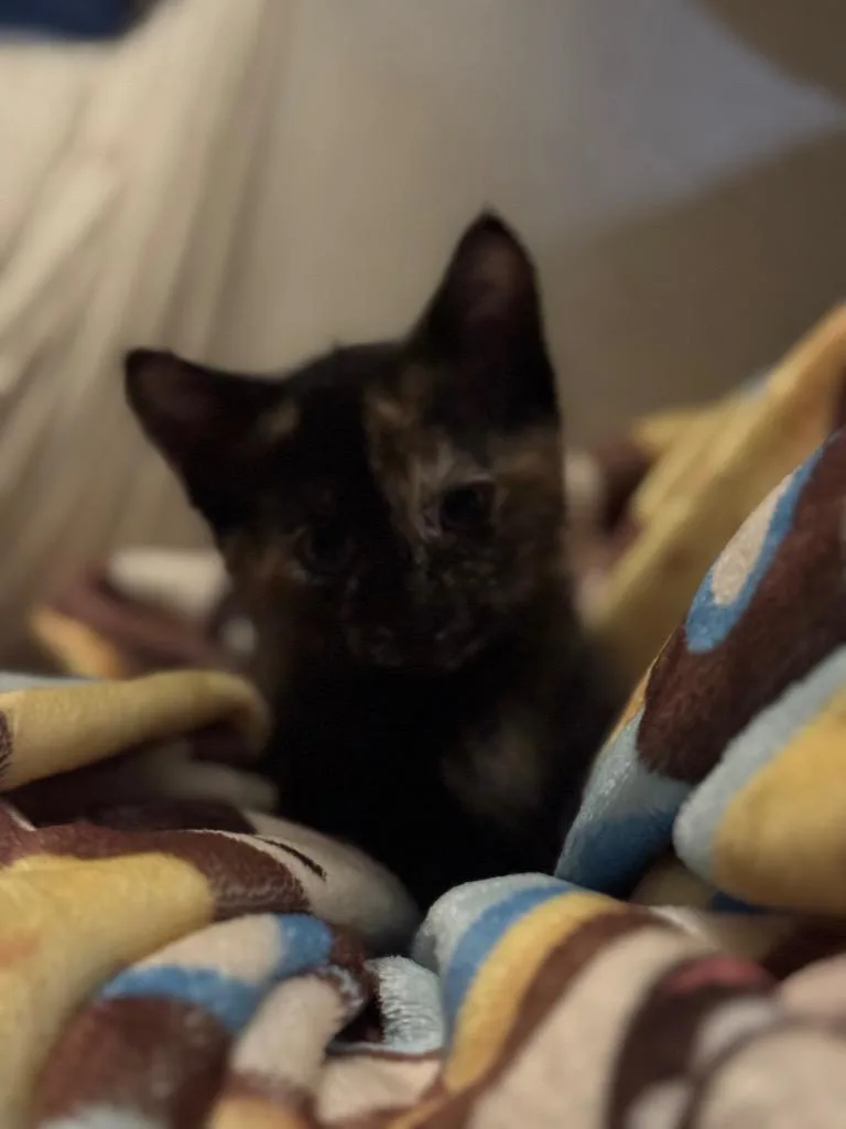 A baby small-sized female American Shorthair cat named Lubba for adoption in Hagaman, NY