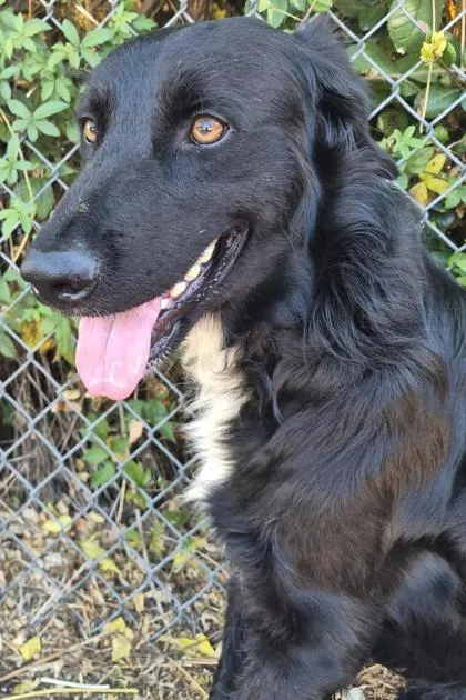 A young medium-sized male Labrador Retriever dog named Blackie for adoption in Shreveport, LA