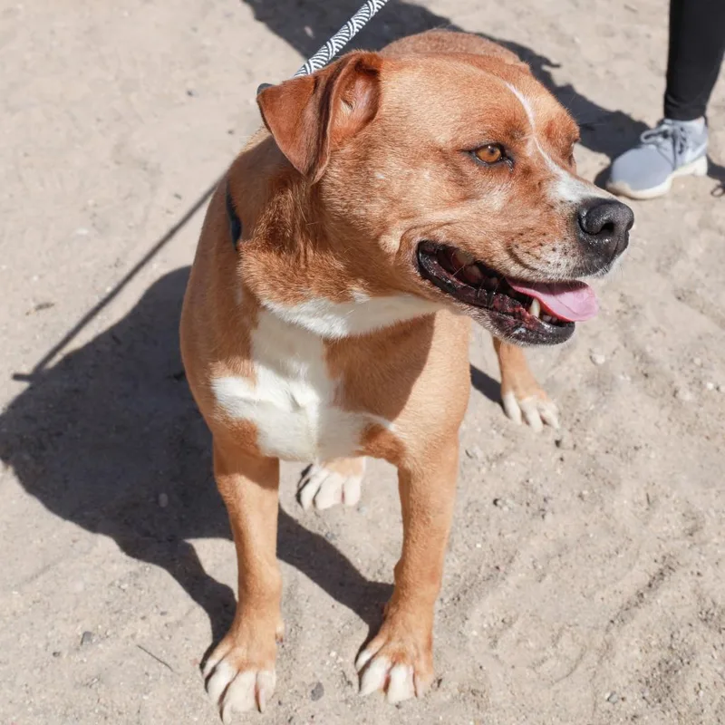 A senior medium-sized male Yellow / Tan / Blond / Fawn Mixed Breed dog named Lucky for adoption in Las Cruces, NM