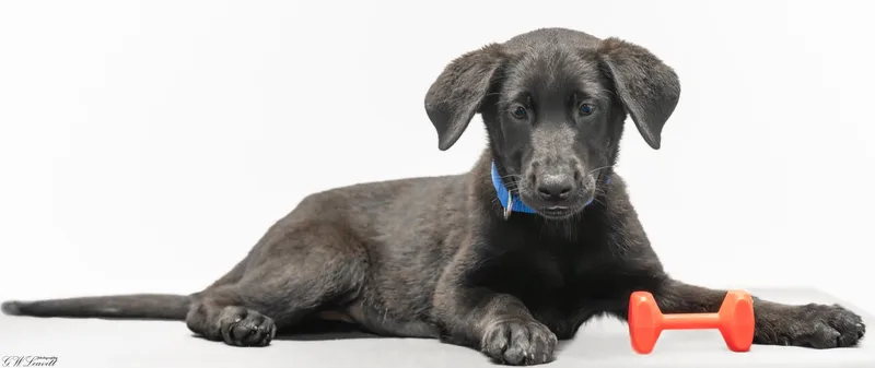A baby medium-sized female Black Labrador Retriever dog named Nova for adoption in BONIFAY, FL
