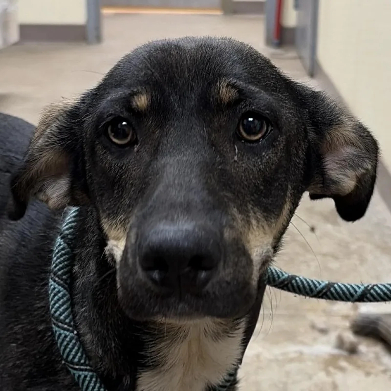A young medium-sized female Yellow / Tan / Blond / Fawn Shepherd dog named Raven for adoption in Palestine, TX