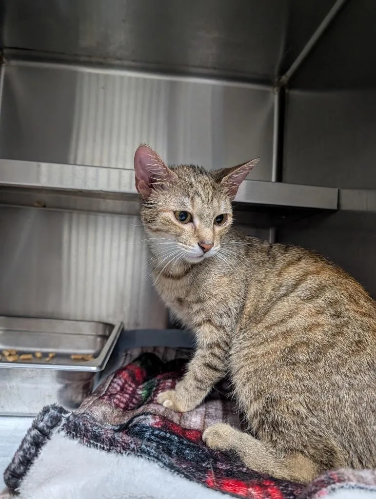 A young medium-sized female Domestic Short Hair cat named Cannoli for adoption in Shelbyville, TN
