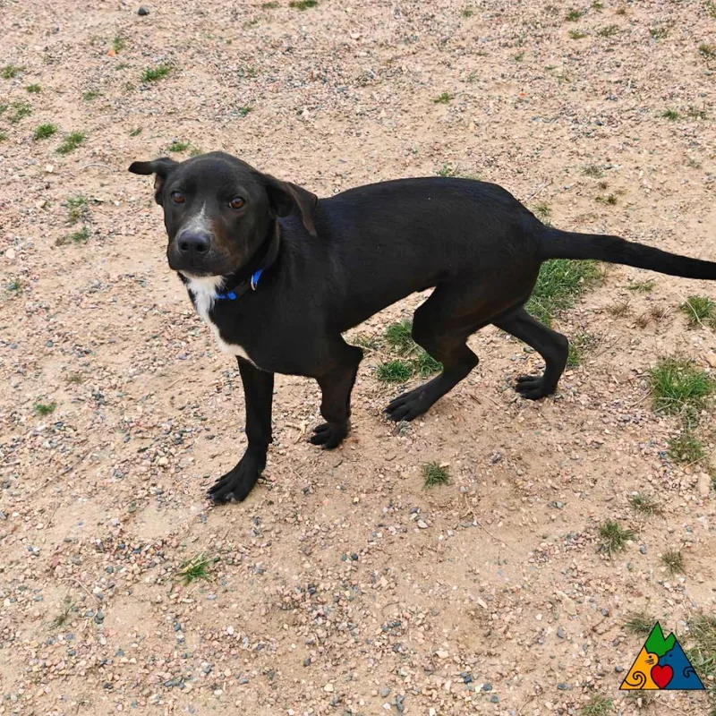 A young medium-sized male Black Mixed Breed dog named Peter for adoption in Douglas, WY