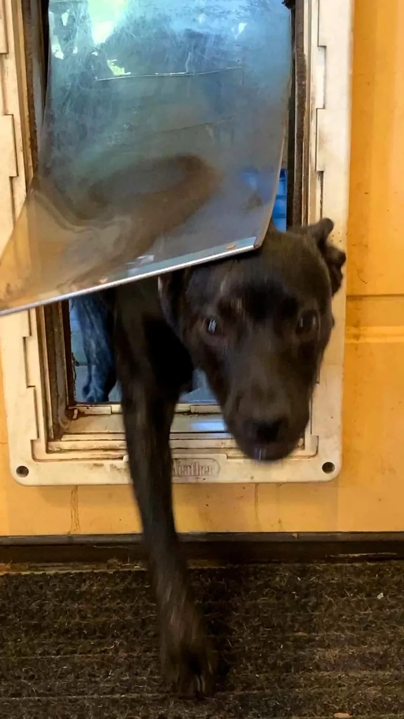 A baby medium-sized female Black Labrador Retriever dog named Sunny for adoption in Largo, FL