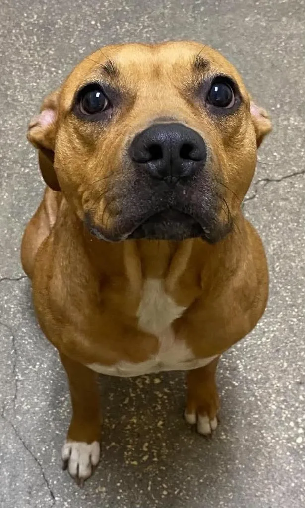An adult medium-sized female Mixed Breed dog named Roxie for adoption in Ocala, FL