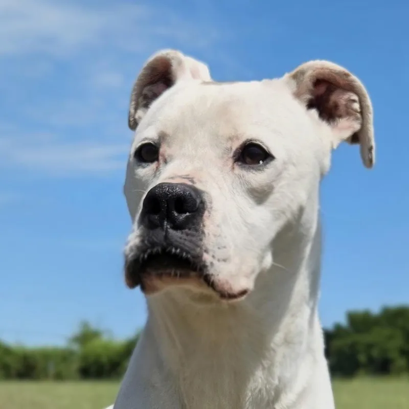 An adult medium-sized female White / Cream Boxer dog named Paisley for adoption in Shelby, NC