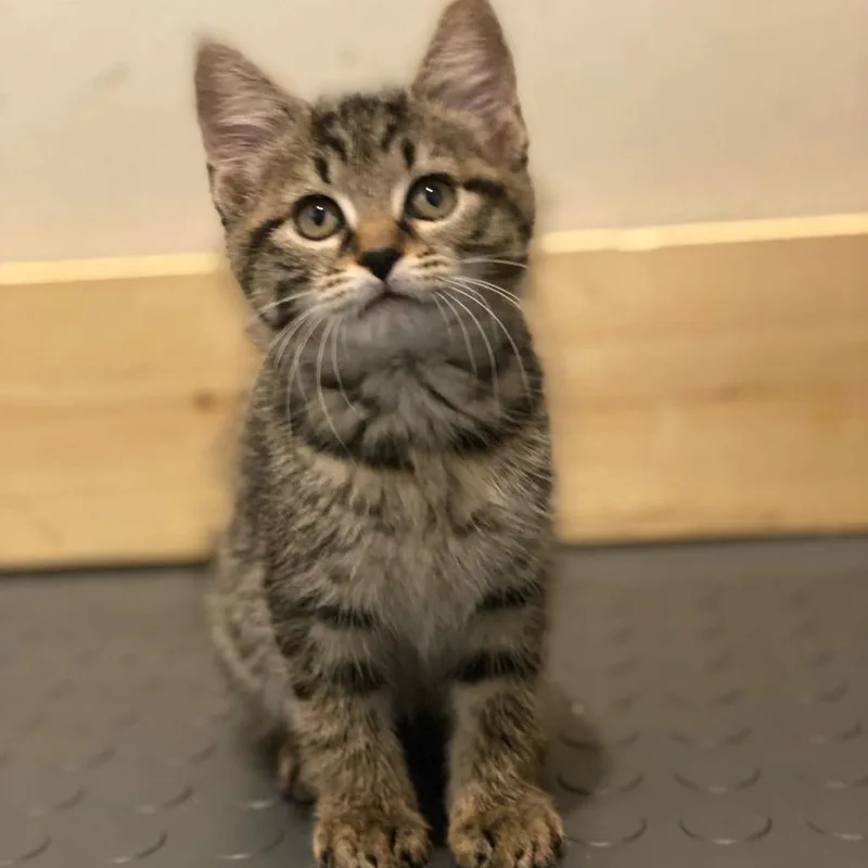 A baby small-sized female Brown / Chocolate Domestic Short Hair cat named Phoebe for adoption in Centerville, TN