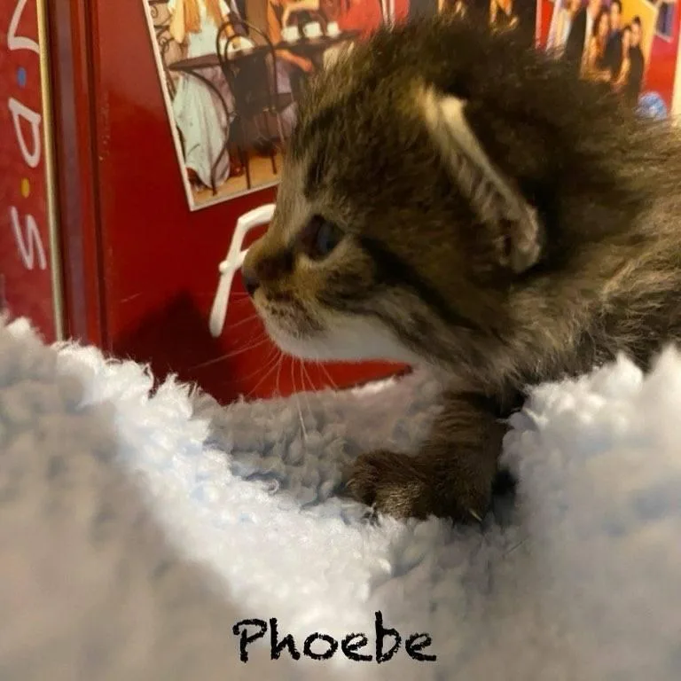 Phoebe thumbnail 2