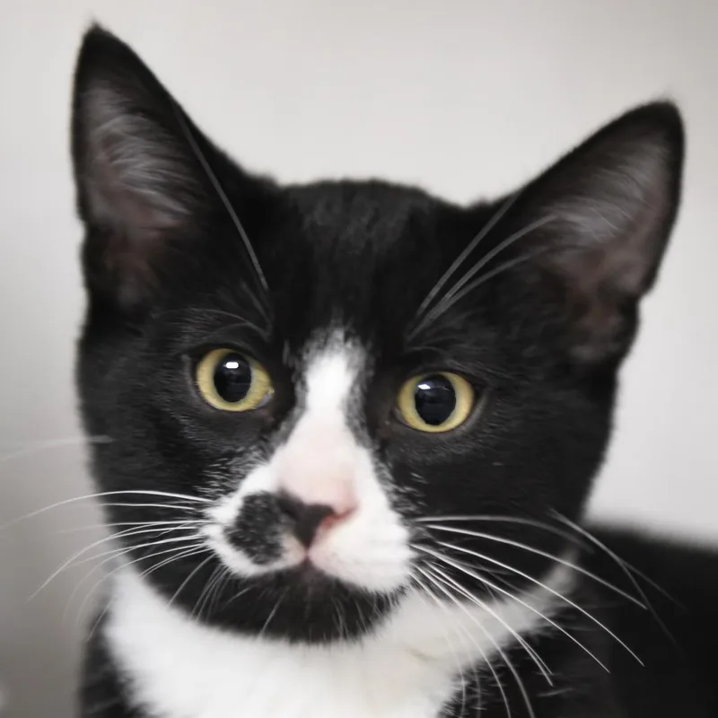 A baby medium-sized male Black Domestic Short Hair cat named Kahe for adoption in Redwood City, CA