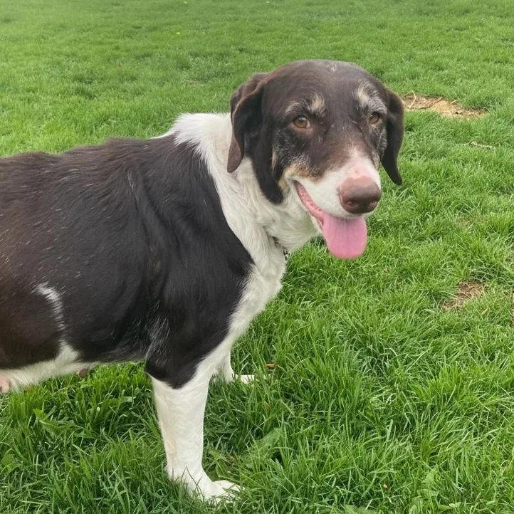 A senior medium-sized female Brown / Chocolate Mixed Breed dog named Possum for adoption in Elyria, OH