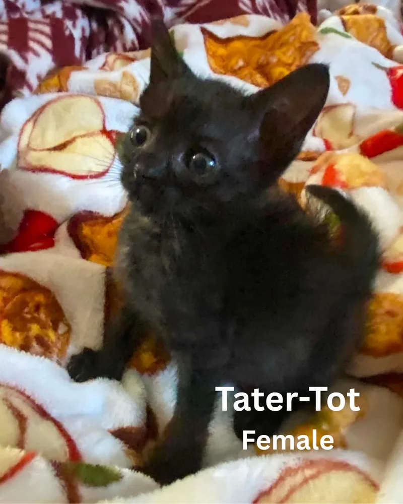 A baby medium-sized female Black Domestic Short Hair cat named Tatertot for adoption in Largo, FL