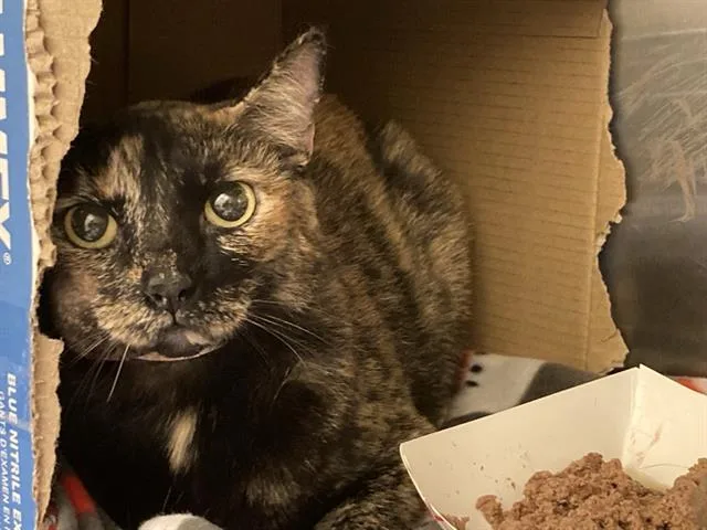 A young large-sized female Domestic Short Hair cat named Bumblebee for adoption in Tustin, CA