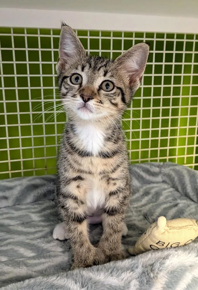 A baby medium-sized female Brown / Chocolate Extra-Toes Cat / Hemingway Polydactyl cat named Hadley for adoption in Lake Monroe, FL