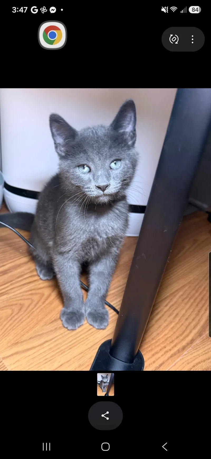 A baby small-sized male Gray / Blue / Silver Domestic Short Hair cat named Kova  siblings are for adoption in Brighton, MI
