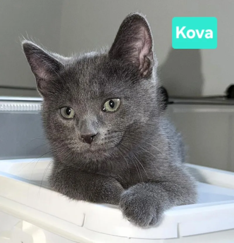 Kova  siblings are thumbnail 3