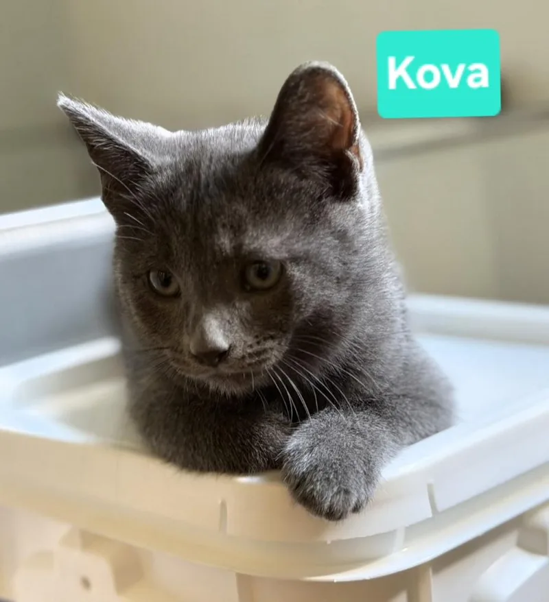 Kova  siblings are thumbnail 6