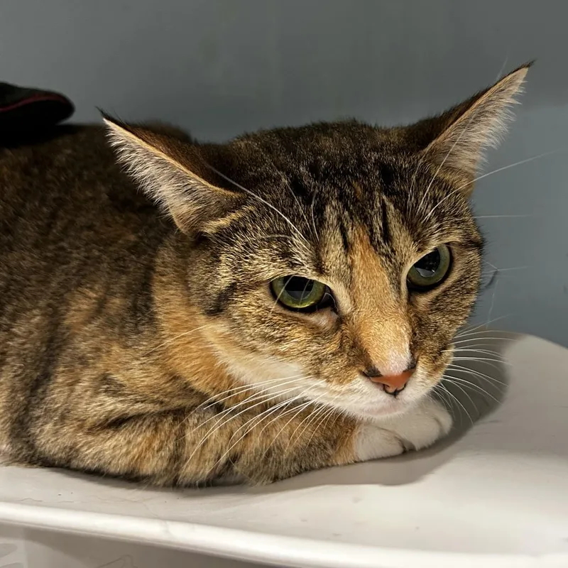 An adult medium-sized female Torbie Domestic Short Hair cat named Cinnaminnie for adoption in Chattanooga, TN