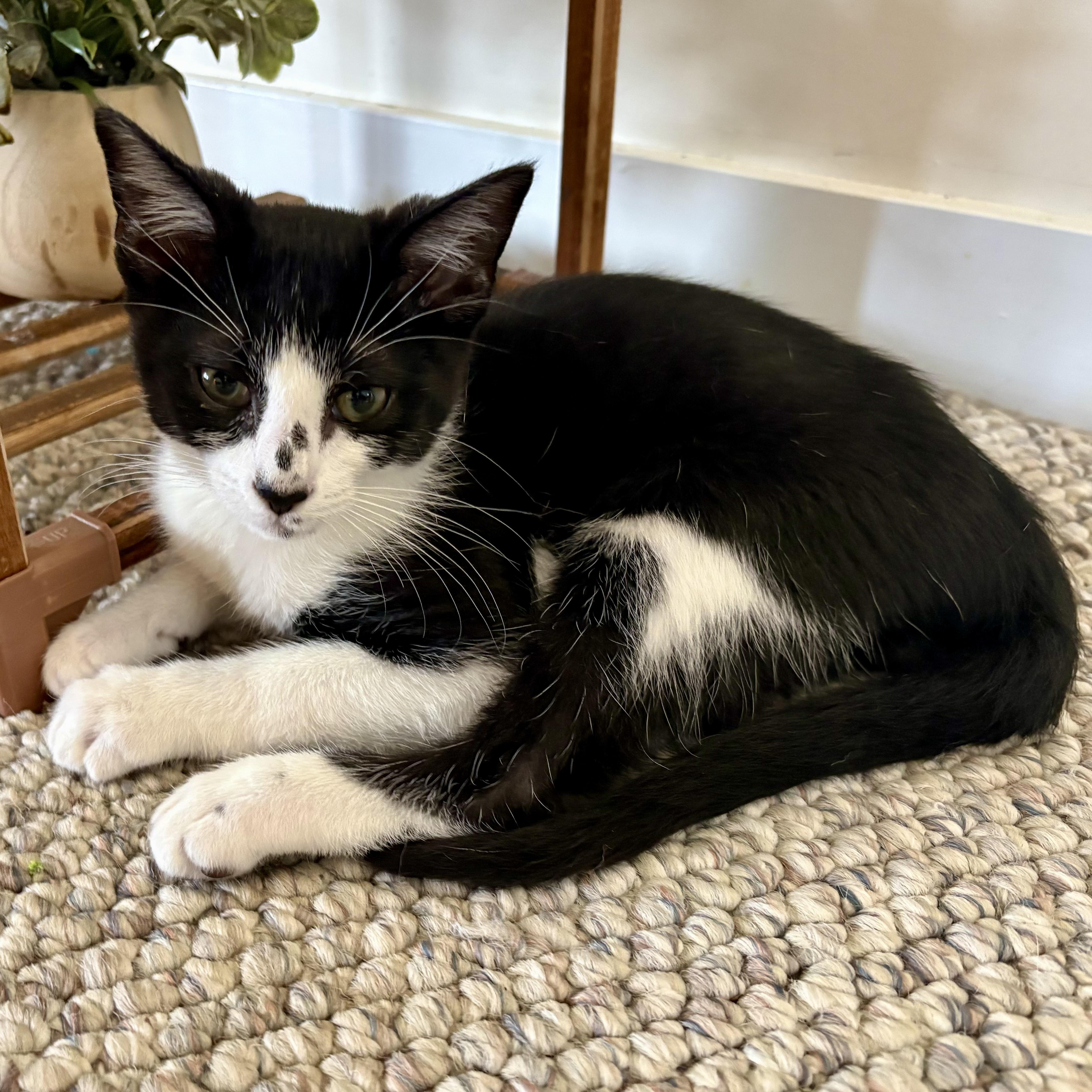 A baby small-sized male Black & White / Tuxedo Domestic Short Hair cat named Aioli for adoption in Richmond, VA