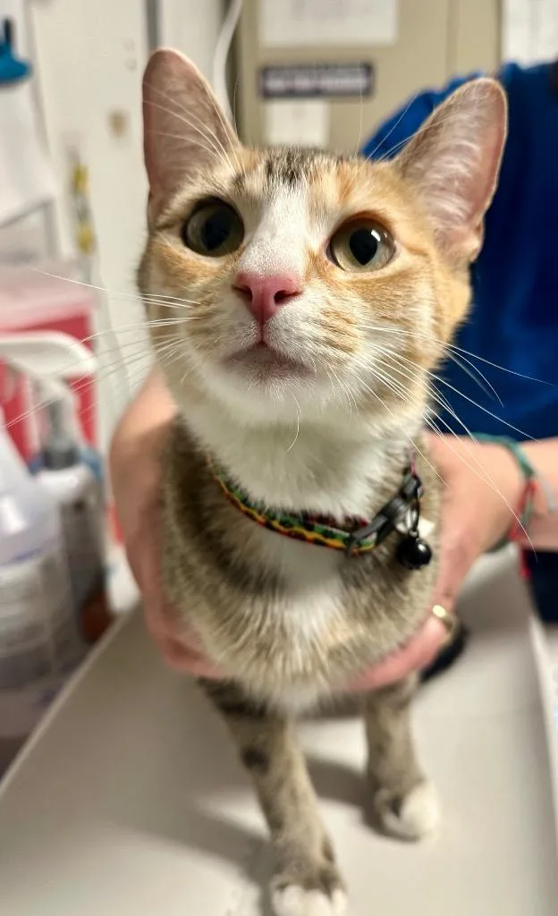 A young medium-sized female Domestic Short Hair cat named Azalea for adoption in Ewing, NJ