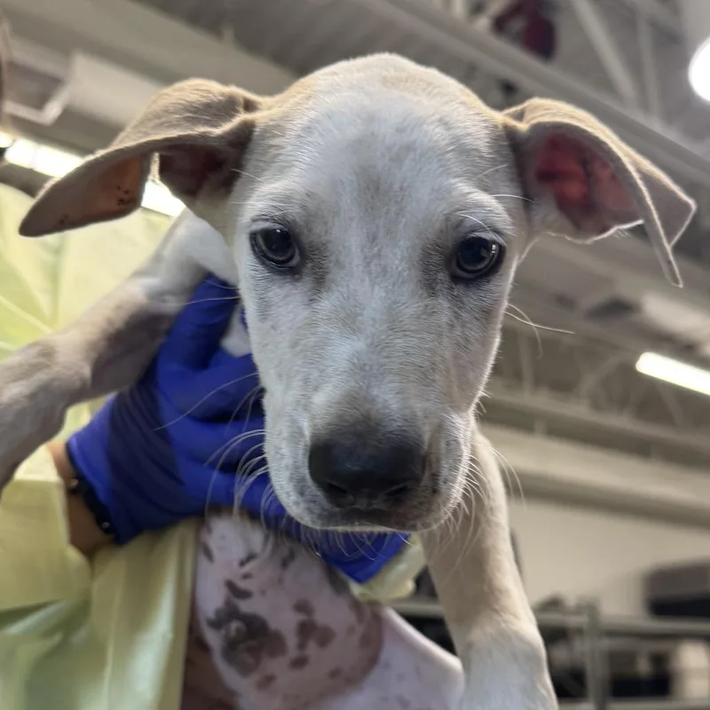 A baby small-sized male White / Cream Mixed Breed dog named Nibs for adoption in Las Cruces, NM