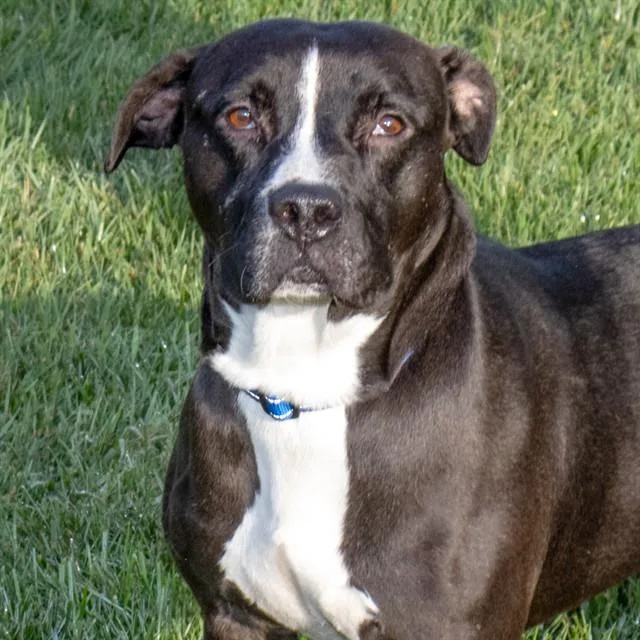 A young medium-sized male Pit Bull Terrier dog named Chase for adoption in St. Louis, MO