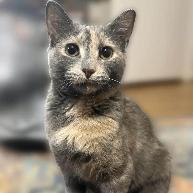 A young small-sized female Tortoiseshell Domestic Short Hair cat named Audra for adoption in Falls Church, VA