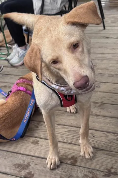 An adult medium-sized male Yellow / Tan / Blond / Fawn Golden Retriever dog named Aaron for adoption in Watertown, CT