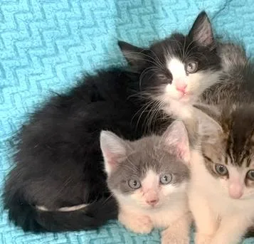 A baby medium-sized male Black & White / Tuxedo Domestic Medium Hair cat named Nick for adoption in Houston, TX