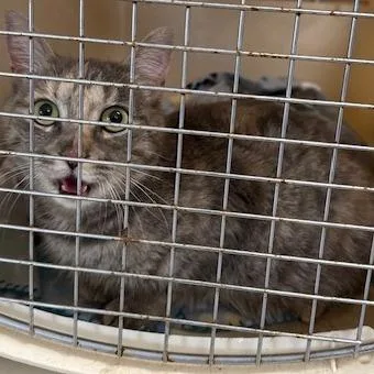 A young small-sized female Domestic Short Hair cat named Peaches for adoption in Archbold , OH