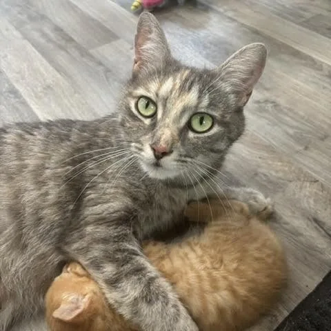 Peaches thumbnail 2