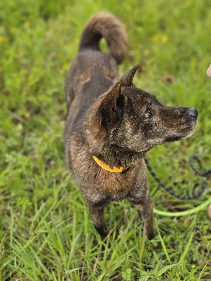 An adult medium-sized male Jindo dog named May for adoption in Duluth, GA