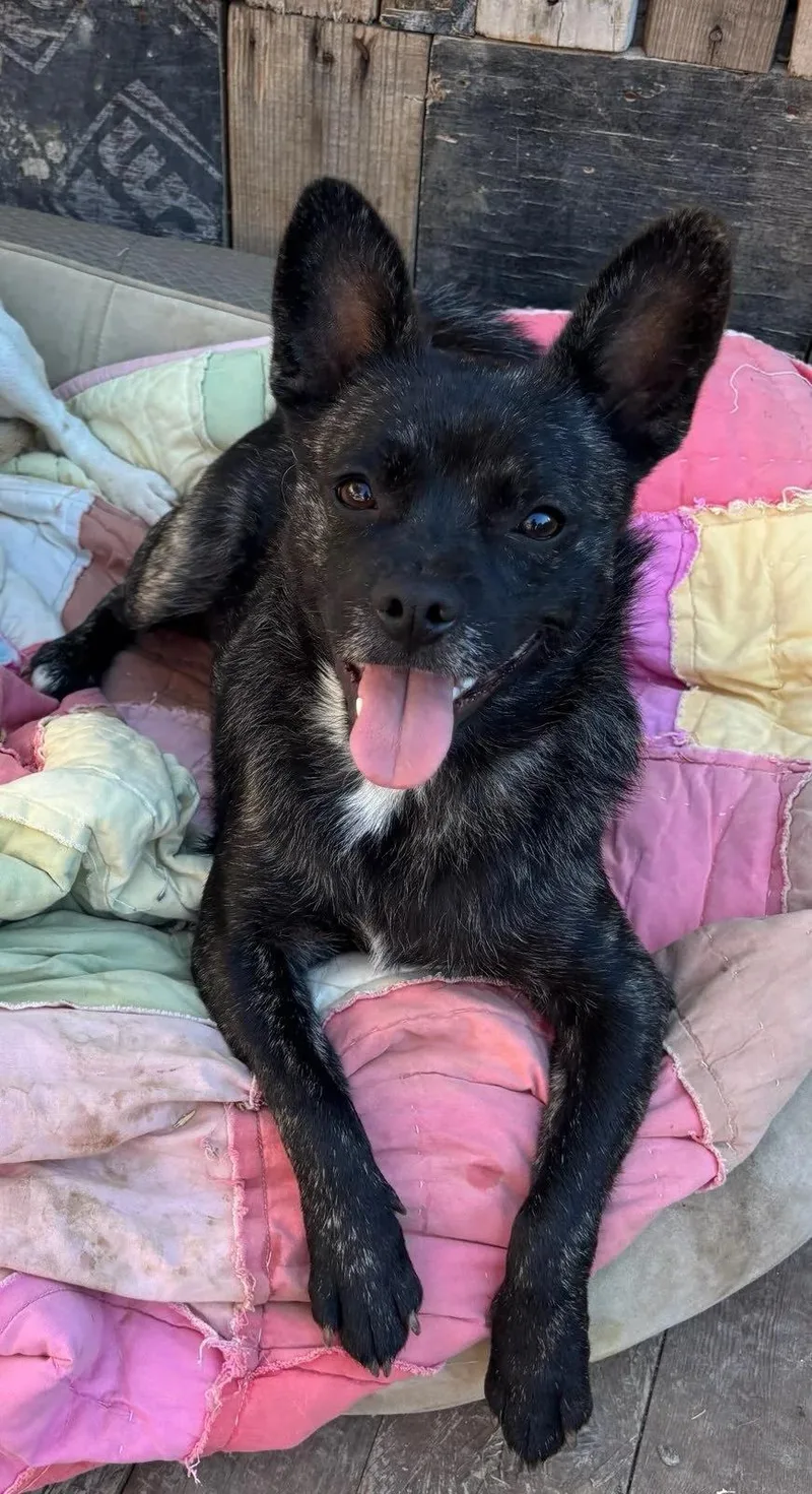 An adult small-sized male Pug dog named Chocorol for adoption in Oakland, CA