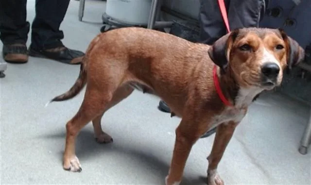 An adult medium-sized female Harrier dog named Vivian for adoption in Albuquerque, NM