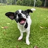 A baby small-sized male Chihuahua dog named Rotini for adoption in Salisbury, NC
