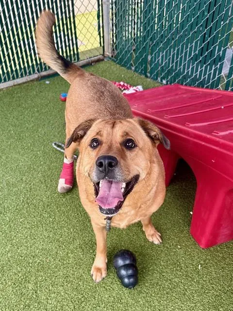 An adult large-sized female Labrador Retriever dog named Miss Piggy for adoption in Olivette, MO