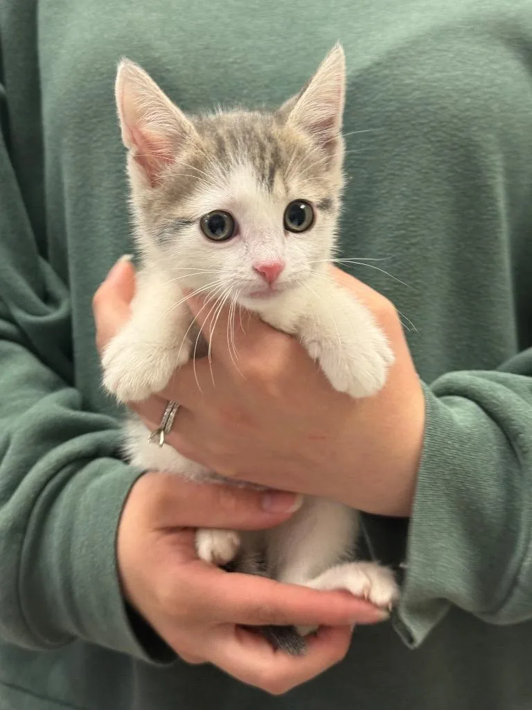 Cora