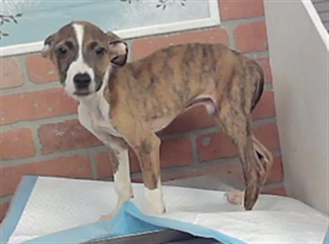 A baby small-sized male Staffordshire Bull Terrier dog named A for adoption in Houston, TX