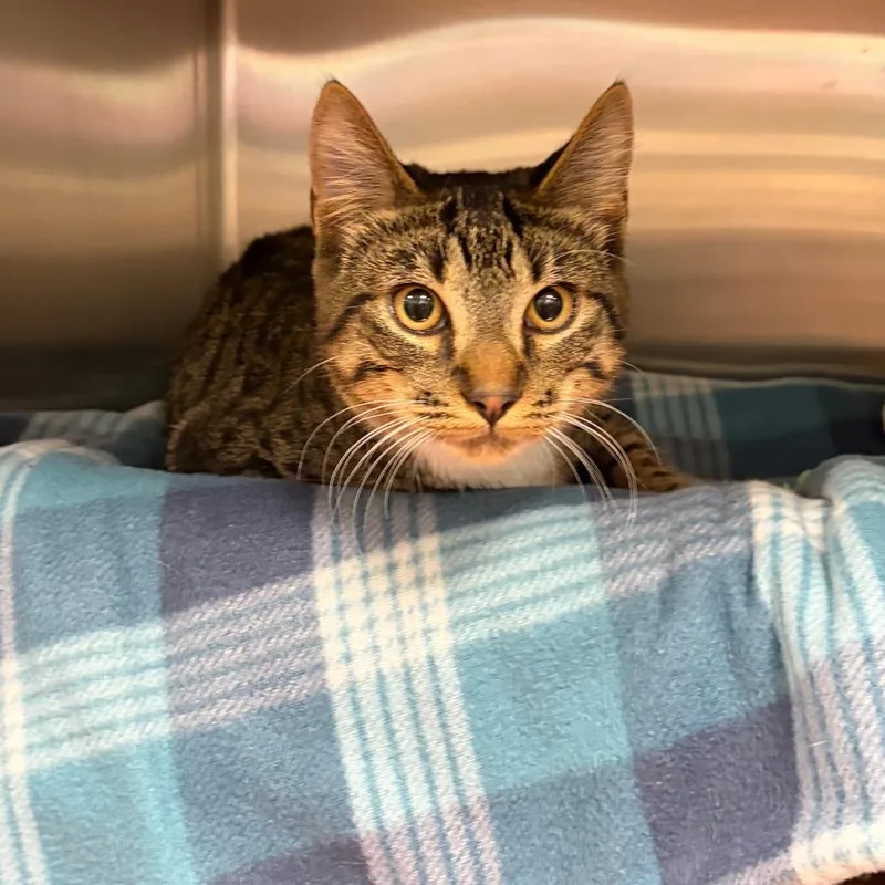 A young medium-sized male Brown / Chocolate Domestic Short Hair cat named Casper for adoption in Keizer, OR