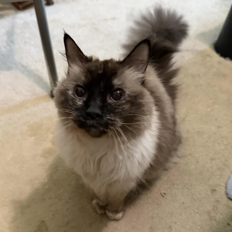 A senior medium-sized female Ragdoll cat named Elsa for adoption in Toms Brook, VA