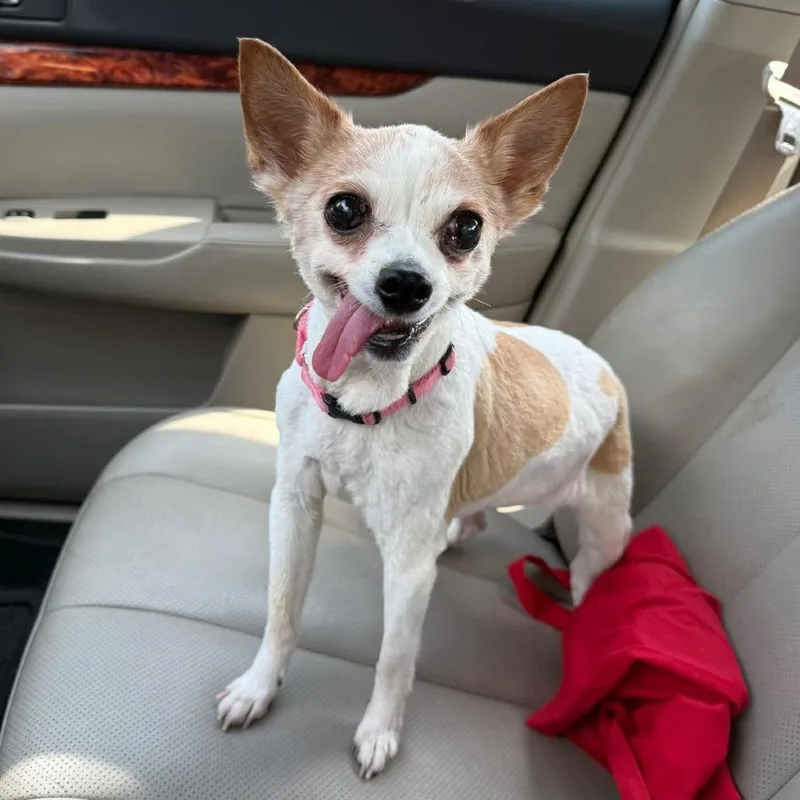 A senior small-sized female White / Cream Chihuahua dog named Edith for adoption in Sinking Spring, PA