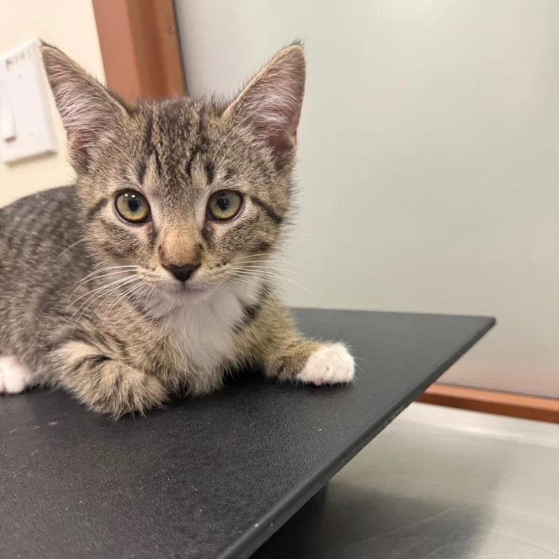 A baby small-sized male Brown / Chocolate Domestic Short Hair cat named Iepastray for adoption in Upland, CA